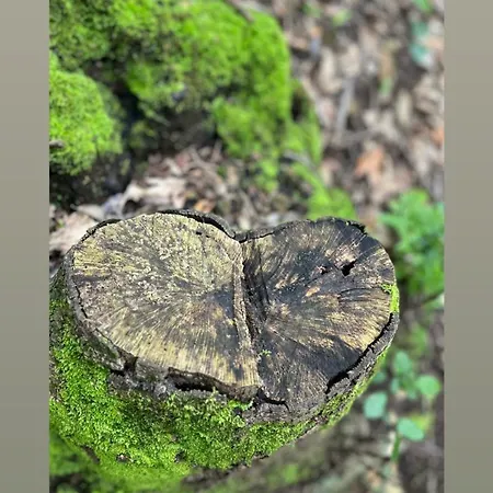 Casa Michelangela - Holistic Bio * Ischia